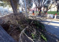 La muni lanzó el curso gratuito de poda de árboles