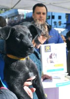 Se aprobó la creación de un programa escolar sobre el cuidado responsable de animales