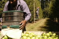 El Senado extendió la emergencia frutícola del Alto Valle de Río Negro y Neuquén