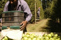 A pocos días de iniciar la cosecha, el gremio de la fruta no cerró paritarias