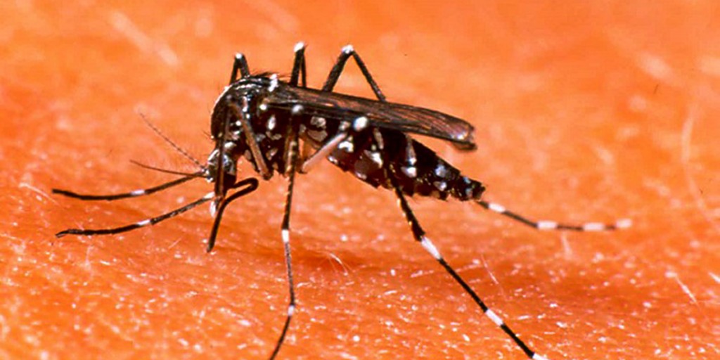 Brote récord de dengue: más de 180 mil casos y 129 muertos