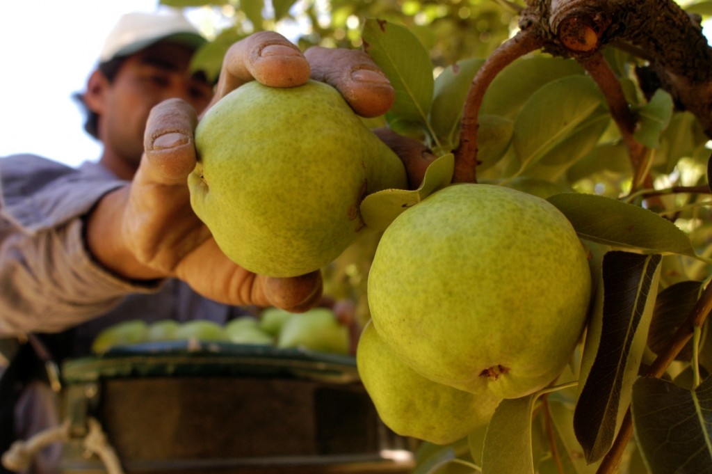 Brasil autorizó el ingreso de frutas valletanas