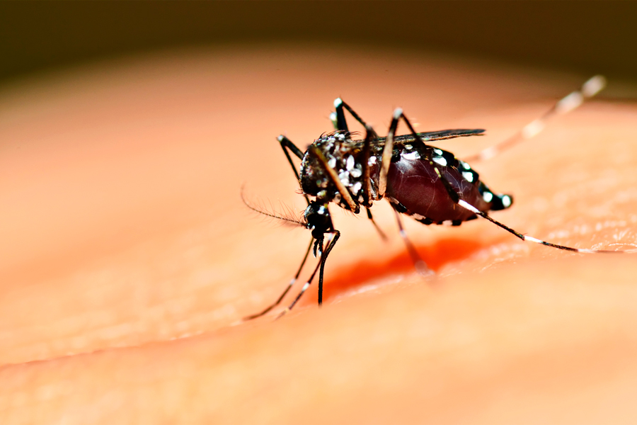 Brote récord de dengue en Argentina: 106 muertos y más de 151 mil casos