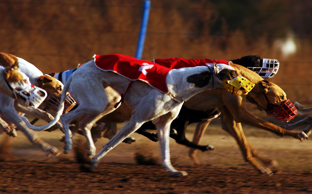 Más de 70 personas participaban de una carrera de galgos en Ingeniero Huergo