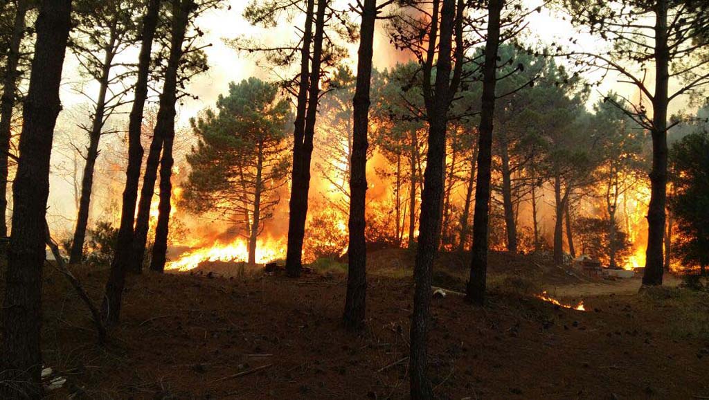 Varias regiones de Río Negro están afectadas por incendios forestales