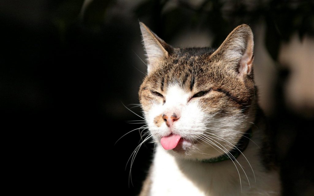 Hoy es el Día Internacional del Gato