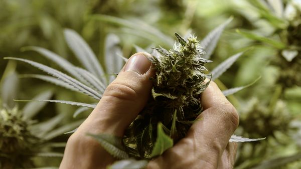 Argentina tendrá su primer cultivo de marihuana medicinal