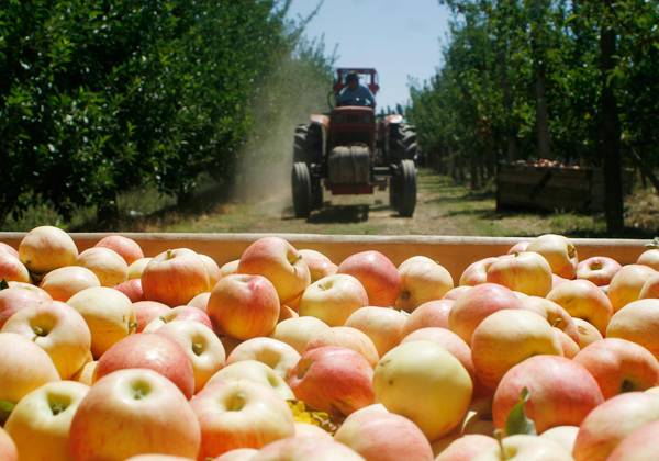 Productores frutícolas de Neuquén reciben apoyo estatal para enfrentar el cambio climático