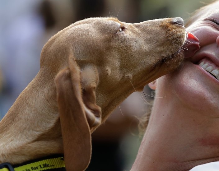 Convocan a ser parte del Registro Provincial de Guardadores de Animales