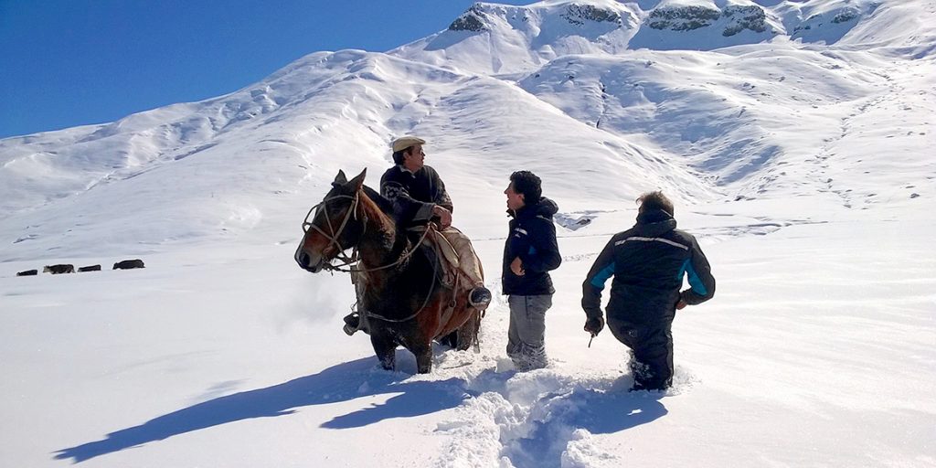 Crianceros neuquinos registran pérdidas de un 40% promedio por las nevadas