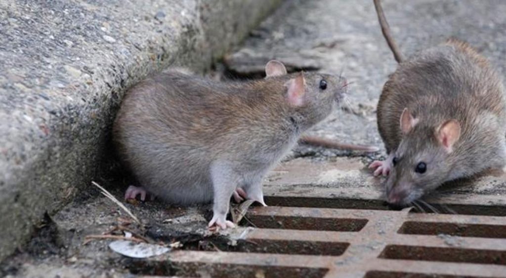 Confirman dos nuevos casos de Hantavirus