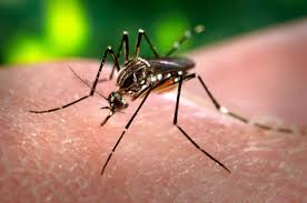 Misiones: Hay 10 casos confirmados de dengue