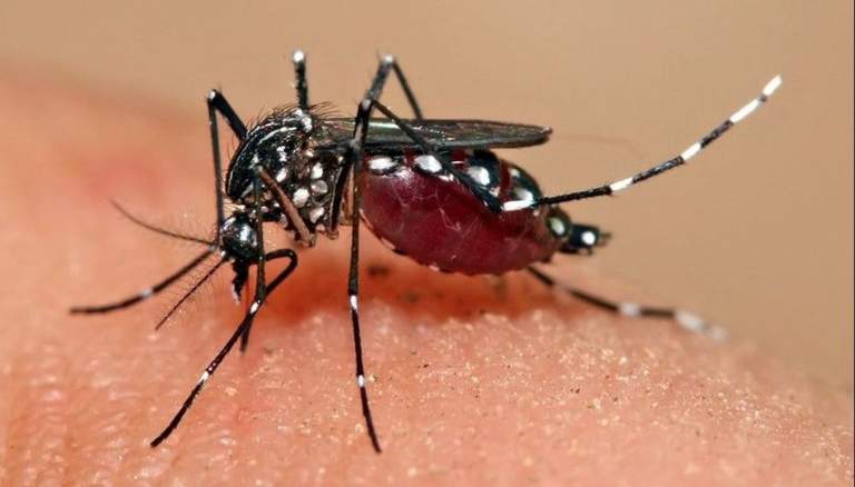 Confirmaron 358 casos de dengue en Salta