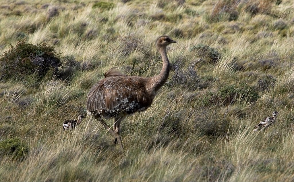 Retiran dos aves de una casa en Vista Alegre