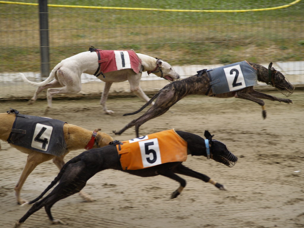 Acusan a un hombre por facilitar y organizar una carrera de perros en Cutral Co