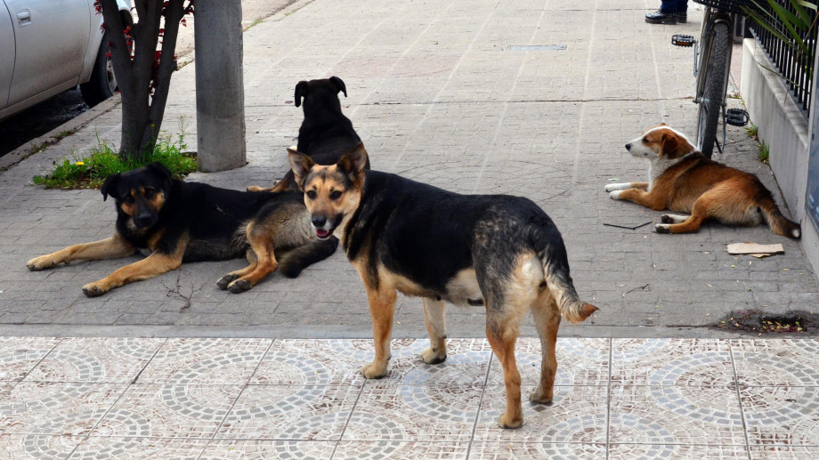 El municipio neuquino lleva adelante operativos para desarticular grupos de canes en las calles
