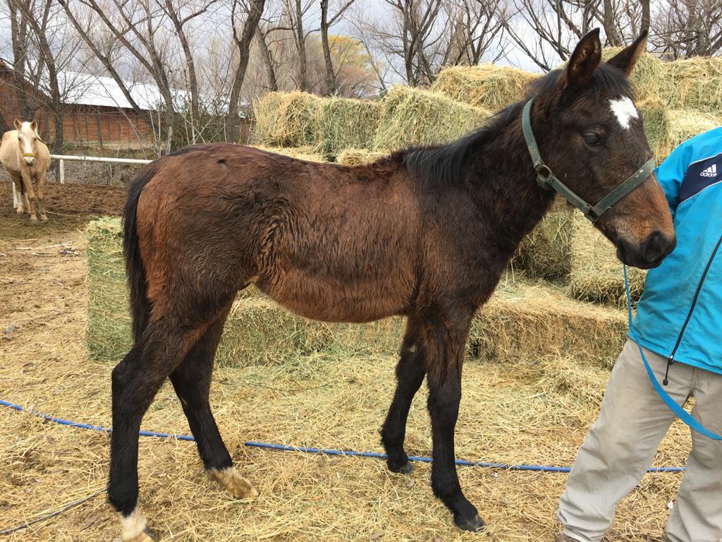 La Justicia intervino y un caballito fue dado en adopción