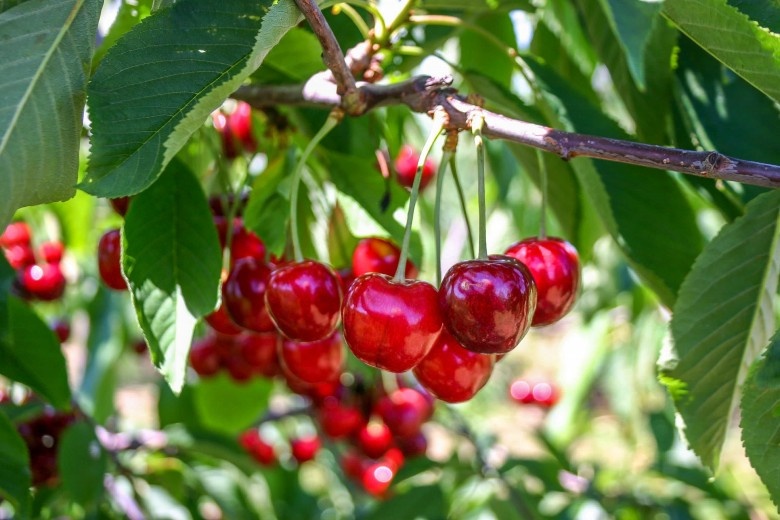 El cambio de la matriz productiva en Neuquén tiene horizonte en los nuevos rubros como cerezas y frutos secos