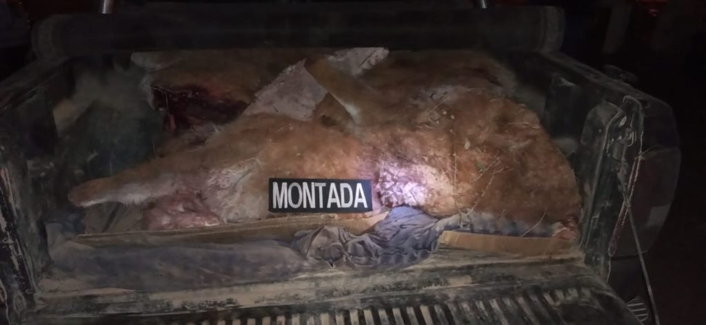 Secuestran tres guanacos y 250 kilos de carne de caballo en Roca