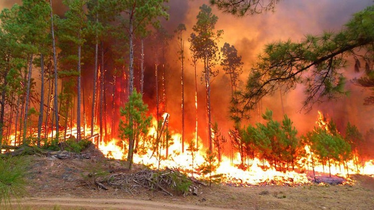 Incendios forestales 2020: más de un millón de hectáreas fueron arrasadas