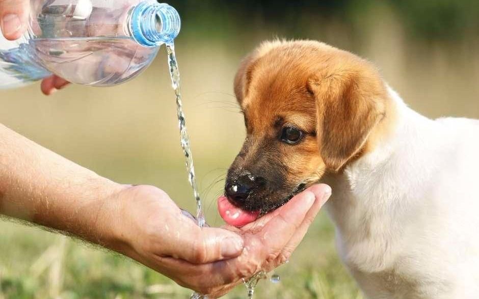 Se viene una semana de calor intenso en el Alto Valle: ¿cómo cuidar a tu mascota?