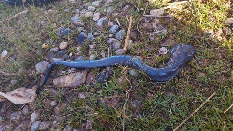 El hallazgo de una lamprea en el limay sorprendió a los vecinos