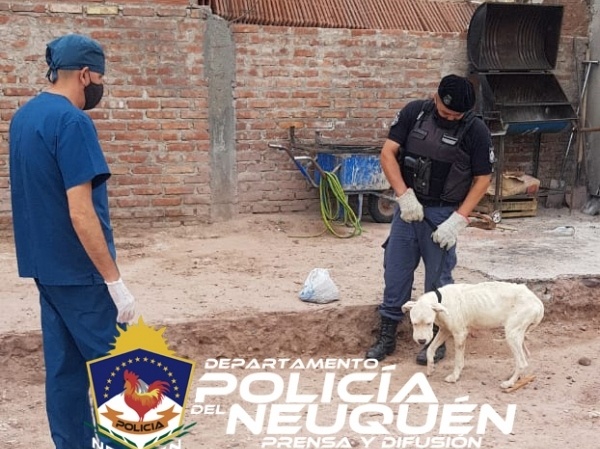 Un perro fue rescatado tras sufrir maltrato por parte de su dueño