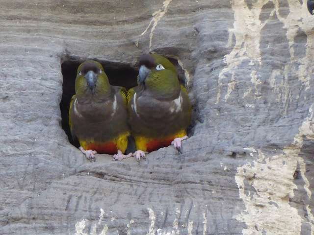 El Cóndor: se descartó que la mortandad de loros barranqueros sea por contaminación