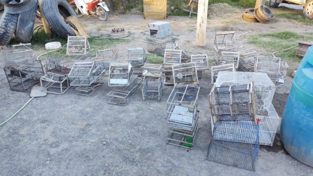 Rescatan más de cuarenta aves de una chacra en Chichinales