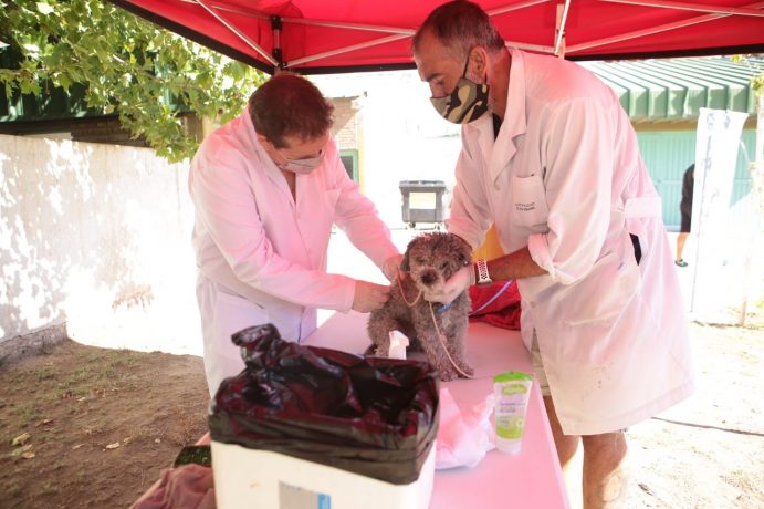 Jornada especial de castración de canes en Cuenca XV