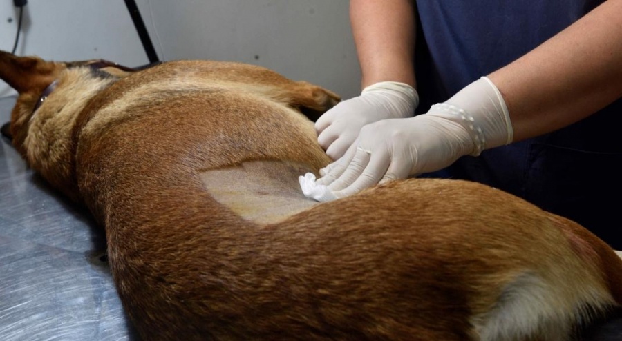 Darán turnos para castraciones de perros y gatos