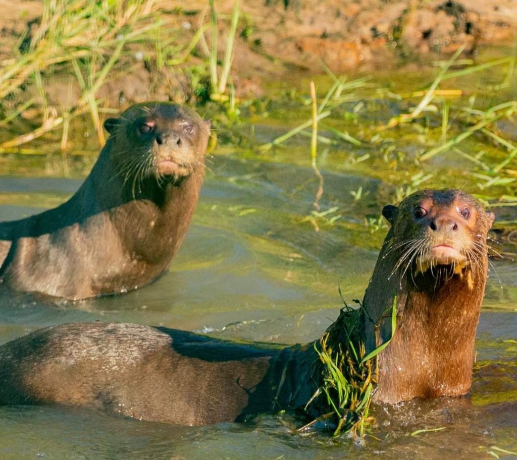 Buena noticia: Redescubren a la nutria gigante en El Impenetrable chaqueño