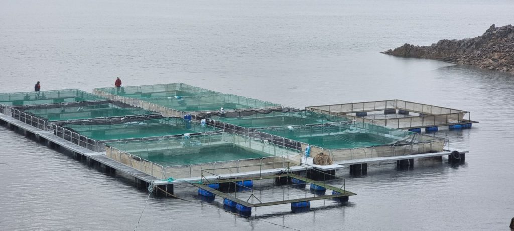 Las truchas de Piedra del Águila salen hacia mercados internacionales