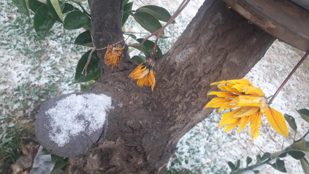 Cayó nieve en la Meseta neuquina y se espera más copos
