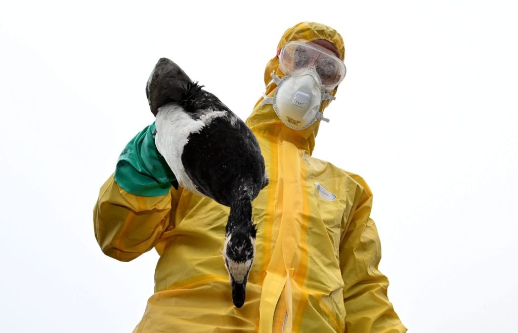 China informó el primer caso humano de gripe aviar H10N3 en el mundo