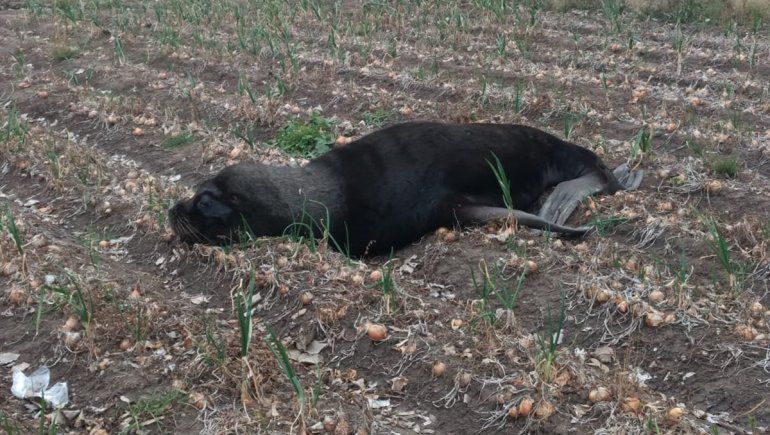 Un lobo marino apareció en una chacra de cebollas en Viedma