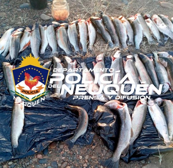 Pesca furtiva: Secuestran 46 piezas de truchas en Senillosa