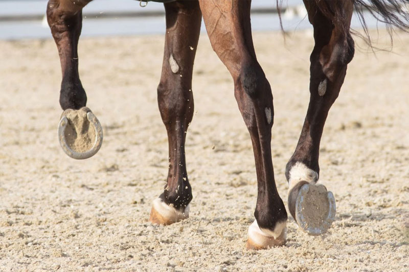 Plaza Huincul: Un adolescente se encuentra grave tras ser arrastrado por un caballo