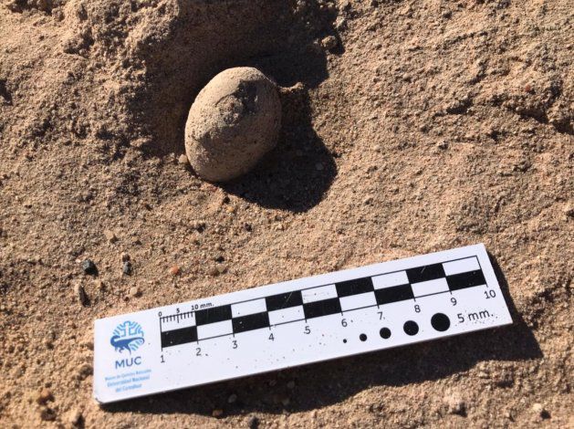 Se hallaron 50 huevos fósiles en el campus de la UNCo