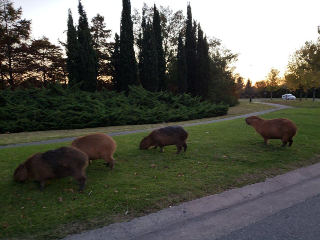 La rebelión de los carpinchos en Nordelta