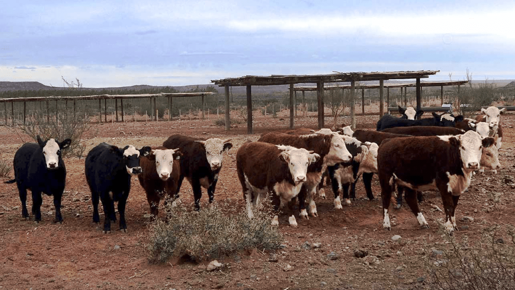 Neuquén pide que Nación trate la Emergencia Agropecuaria por sequía