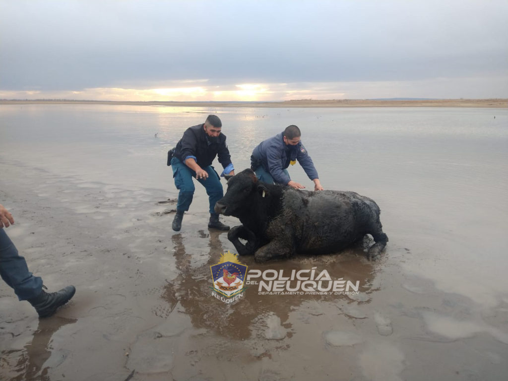 Policías retiraron a un vacuno encallado en el lago Ramos Mexía