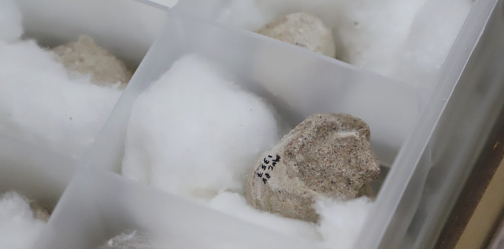 Nuevo descubrimiento: Se hallaron 200 huevos de aves del cretácico en Neuquén