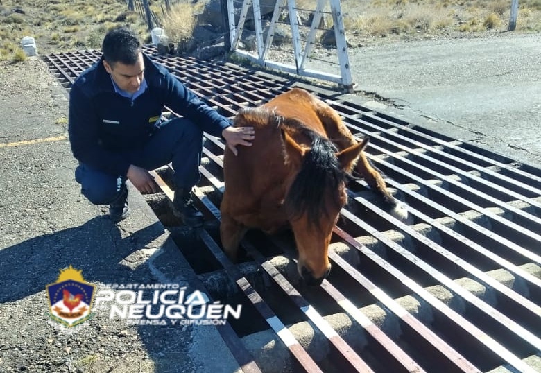 Un equino fue rescatado de un guardaganado