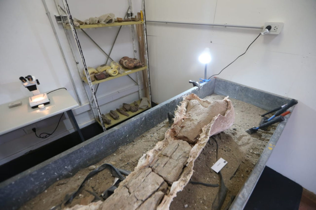 Neuquén tiene un Laboratorio de Investigación en Arqueología y Paleontología