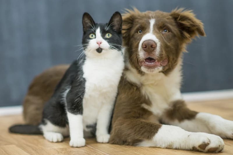 Los turnos de castraciones para perros y gatos se darán vía web