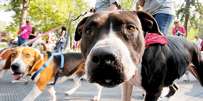 Jornada de vacunación antirrábica y desparasitación de perros y gatos en San Lorenzo Norte