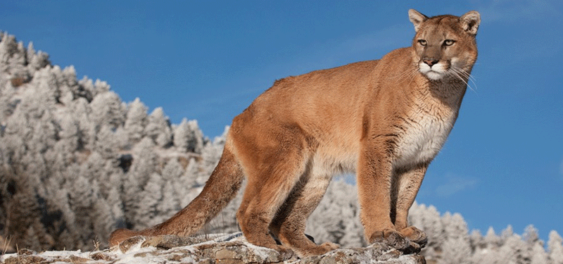 Un puma apareció en pleno centro de Bariloche