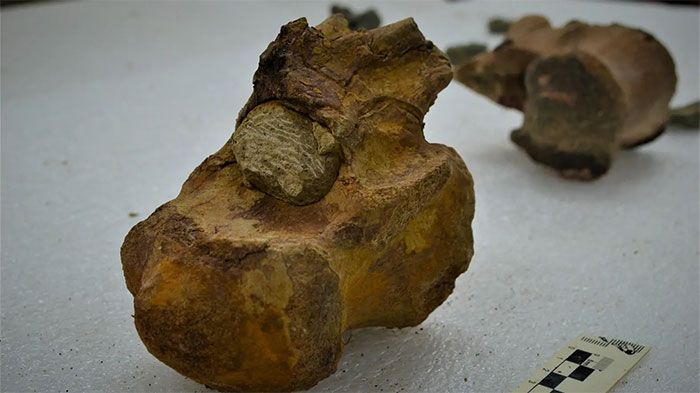 Río Negro: Hallan restos de dinosaurios de más de 70 millones de años