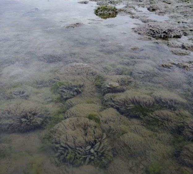 La Universidad Nacional de Río Negro alerta por la invasión del «Moco de Roca»